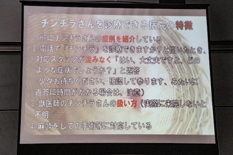 チンチラさんを診療できる病院の見つけ方