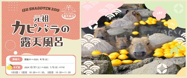 2025年も「カピバラのゆず湯」開催！ 伊豆シャボテン動物公園の冬の風物詩にのサムネイル画像