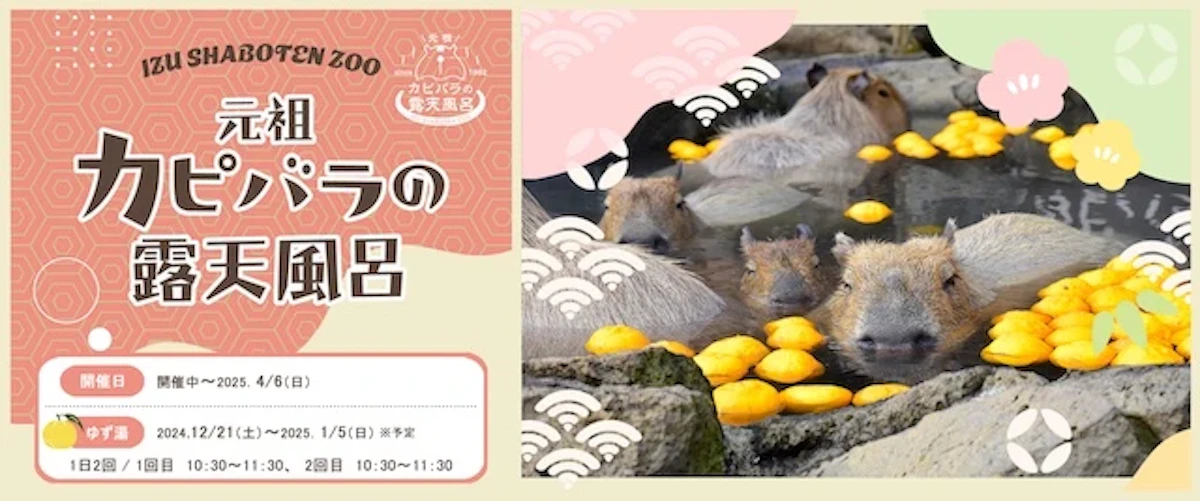 2025年も「カピバラのゆず湯」開催！ 伊豆シャボテン動物公園の冬の風物詩に