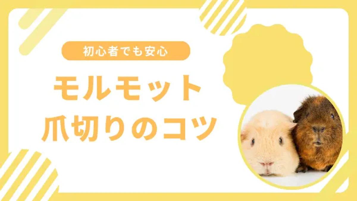 モルモットの爪切り完全ガイド｜初心者でも失敗しない方法を紹介！