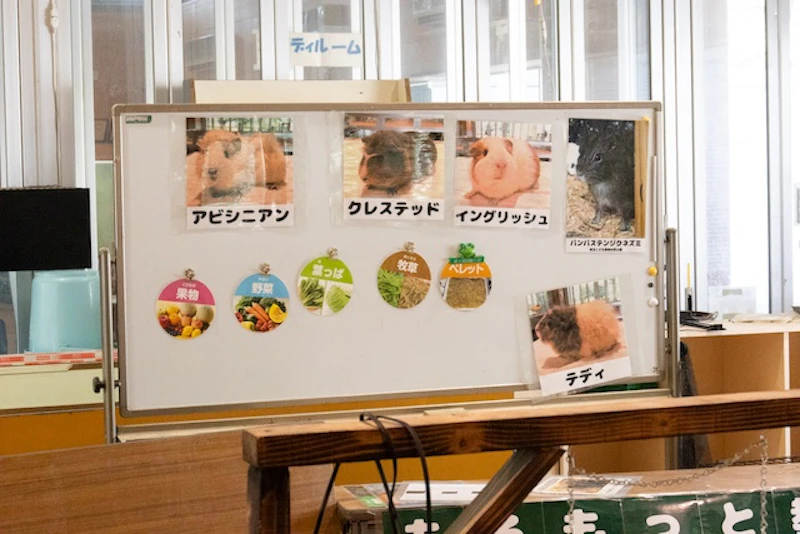 モルモットの種類による違い