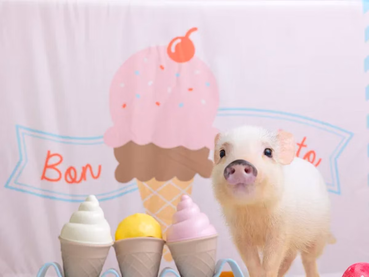 マイクロブタと触れ合えるmipig cafeがイオンモール宮崎にオープン