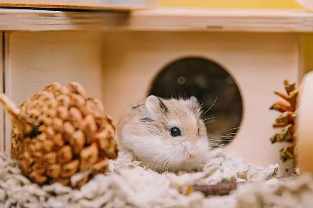 小屋のハムスター