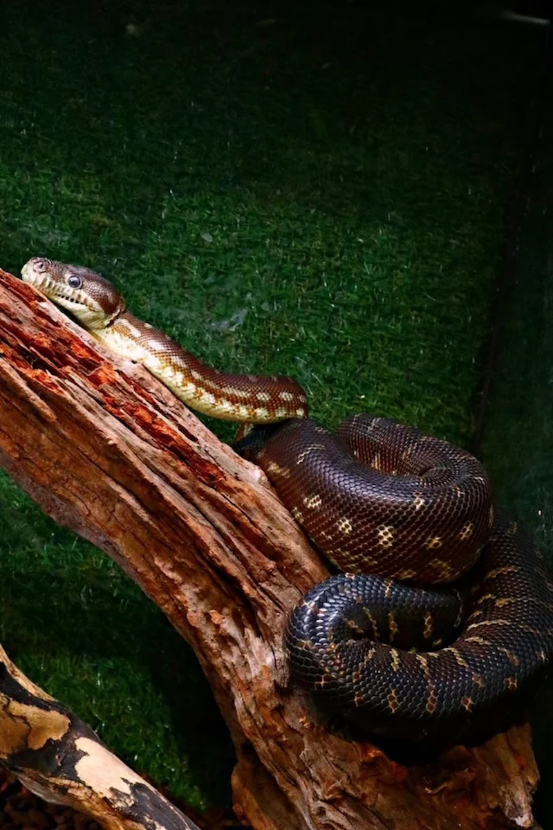 セントラルパイソン