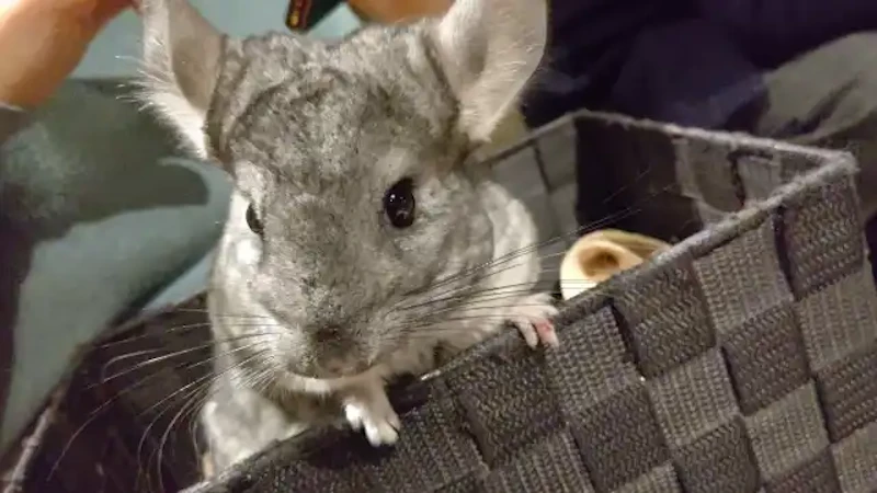 かごに入ったチンチラ