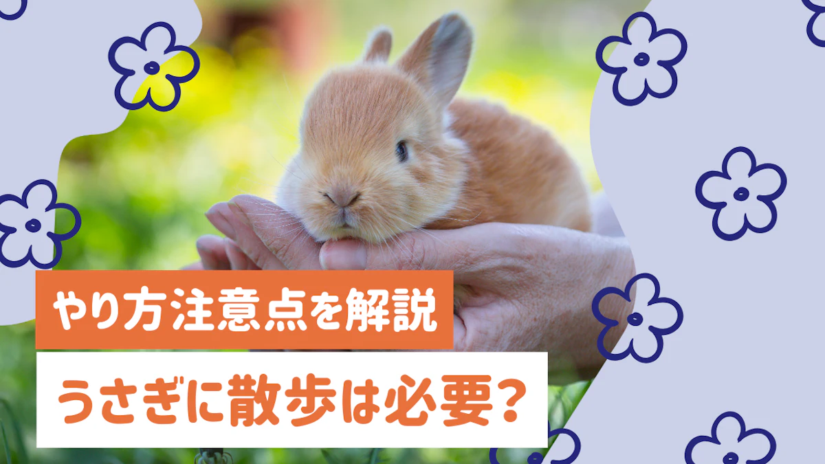 うさぎの散歩（うさんぽ）は必要？やり方や準備、注意点を徹底解説
