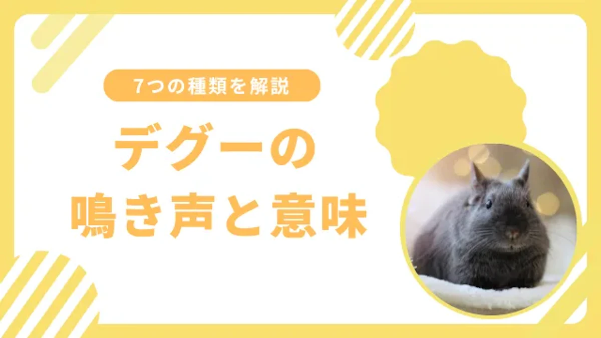 【全7種類】デグーの鳴き声と意味について｜注意すべきサインも解説のサムネイル画像