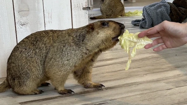 おやつやり体験