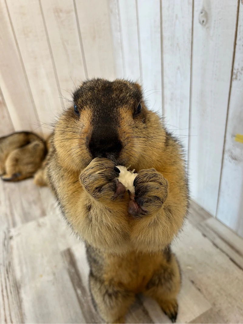 立っているマーモット