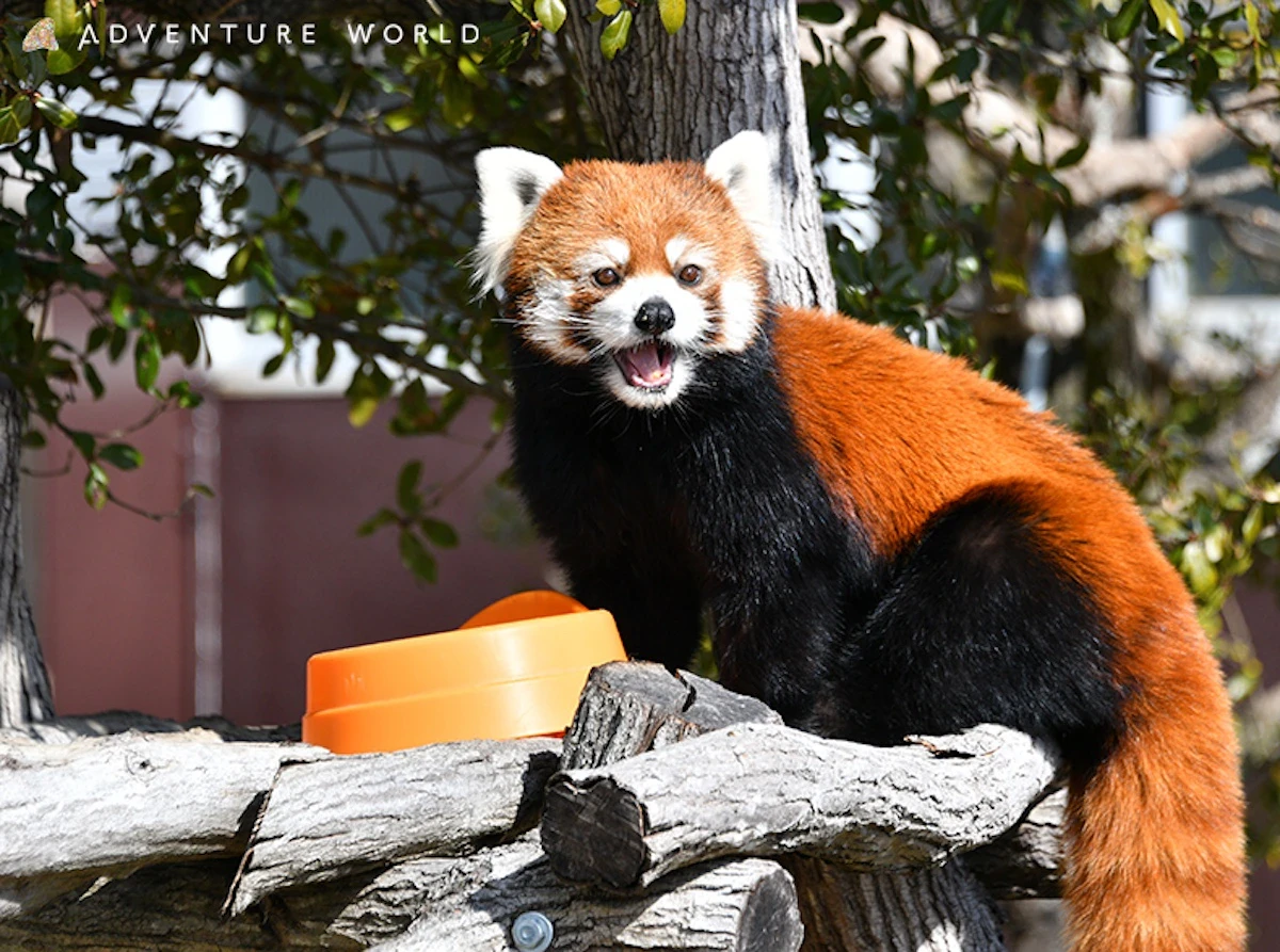 アドベンチャーワールド育ちのレッサーパンダ「ムギ」、長野市茶臼山動物園へお引越し