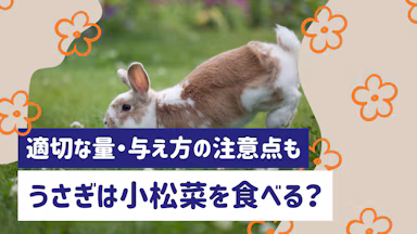 うさぎは小松菜を食べられる！適切な量や頻度、与え方の注意点を解説のサムネイル画像