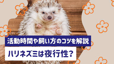 ハリネズミは夜行性ってほんと？活動時間・過ごし方、飼い方のコツを解説のサムネイル画像