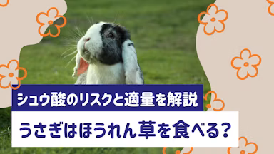うさぎにほうれん草を与えてもいい?シュウ酸のリスクと適切な量を解説のサムネイル画像