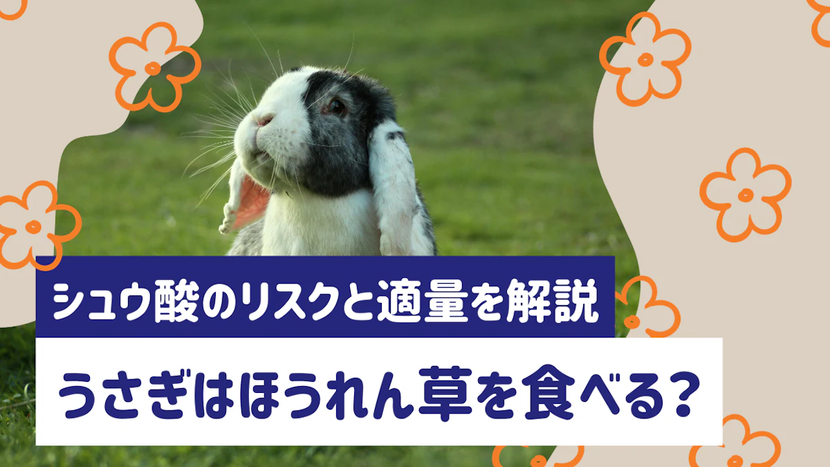 うさぎにほうれん草を与えてもいい？シュウ酸のリスクと適切な量を解説