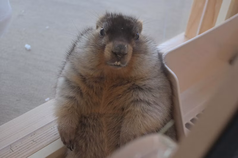 大阪店のボバクマーモット