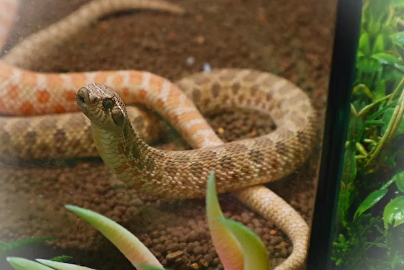 セイブシシバナヘビ