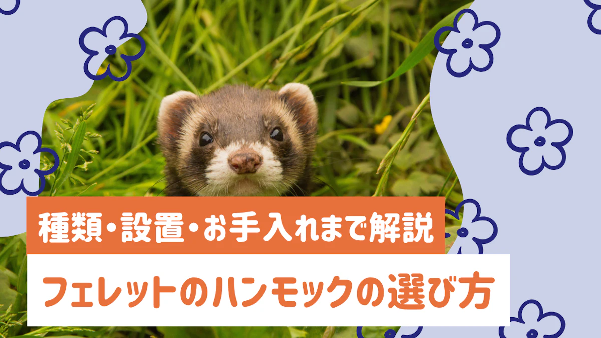 フェレットのハンモック選び方ガイド｜種類・設置・お手入れまで解説