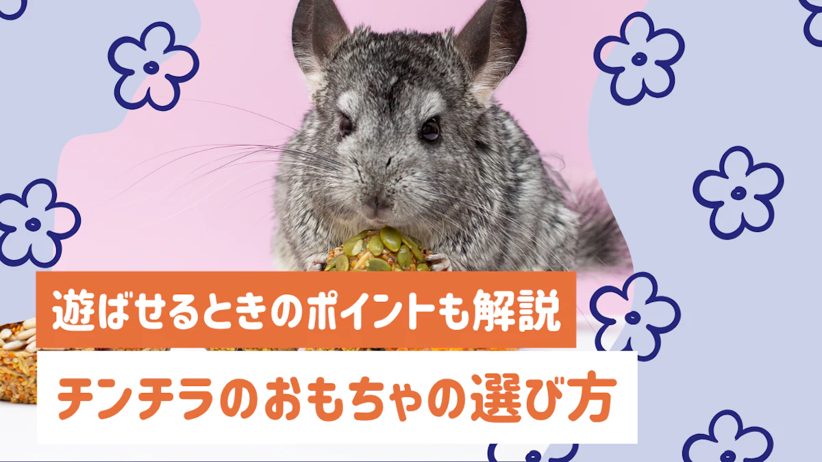 チンチラのおもちゃの選び方と遊ばせるときのポイントを解説