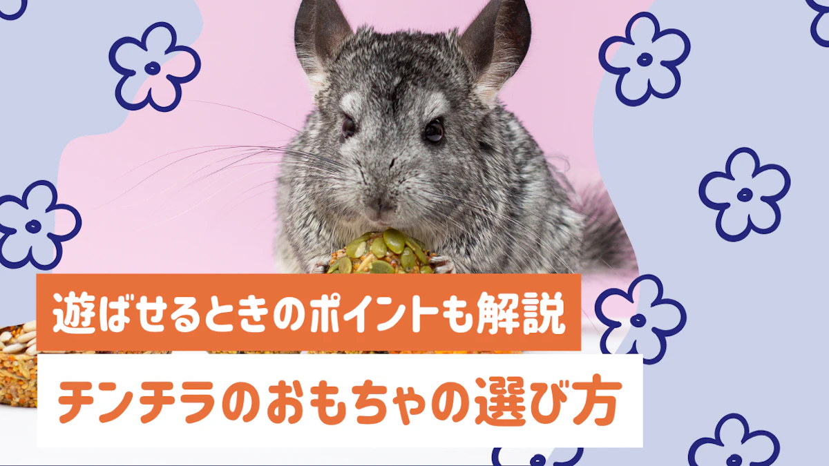 チンチラのおもちゃの選び方と遊ばせるときのポイントを解説