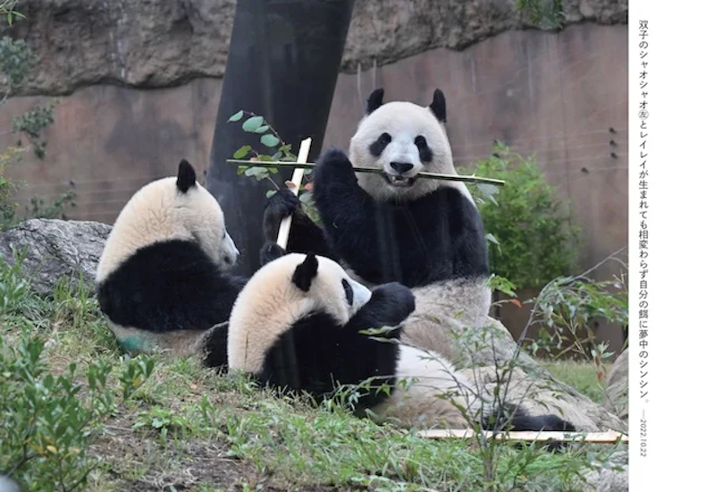 本書p.86より。シンシンと双子のシャオシャオ、レイレイ。