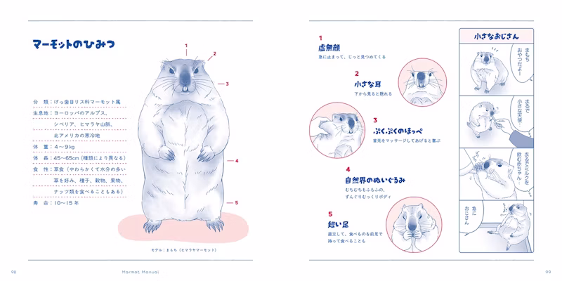 マーモットのひみつ
