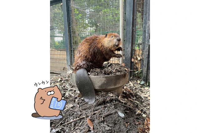 ぽんぽん
