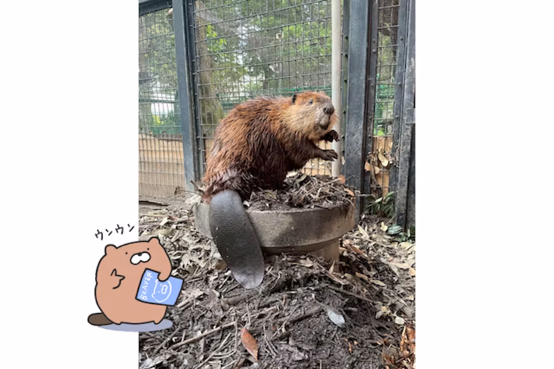 ぽんぽん