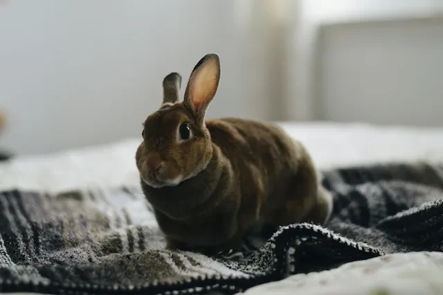 暗い色のうさぎ