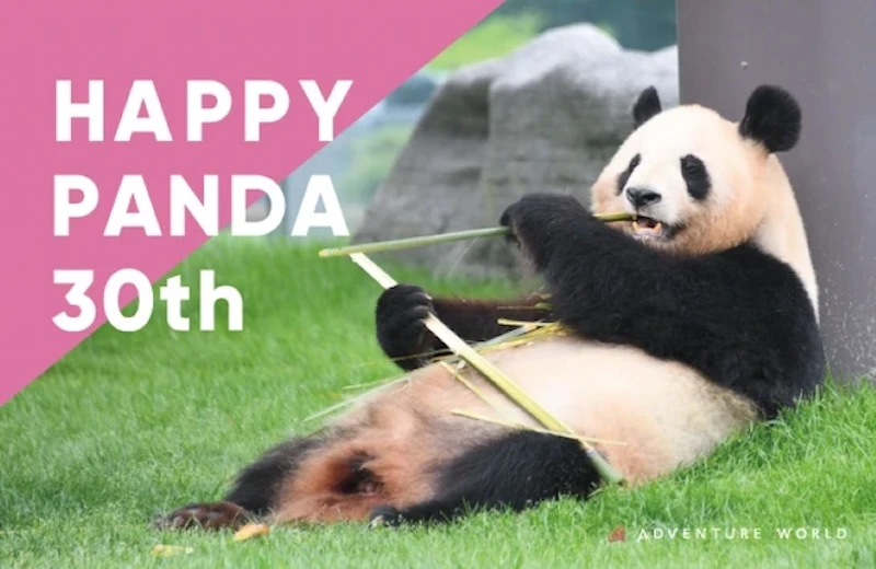 HAPPY PANDA 30th