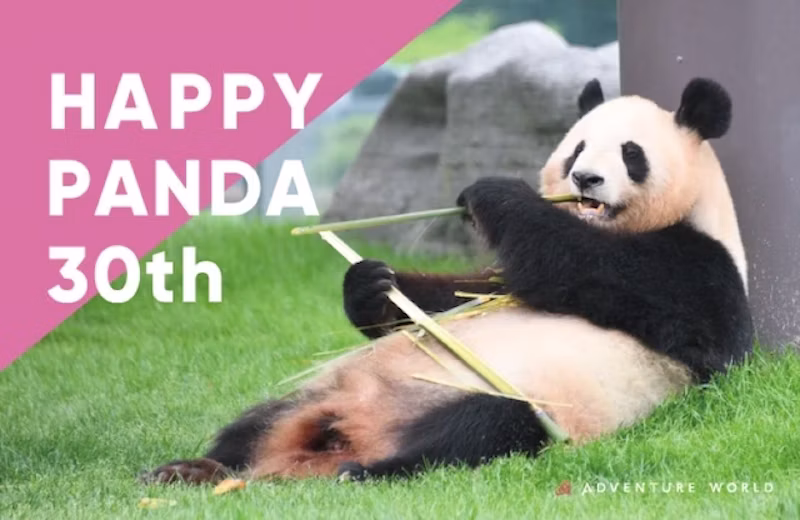 HAPPY PANDA 30th