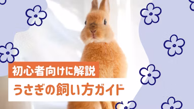 うさぎの飼い方完全ガイド｜初心者向けに必要なものからお世話の方法まで解説のサムネイル画像