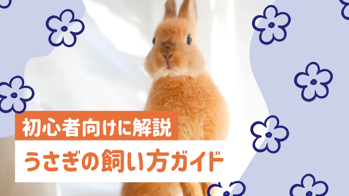 うさぎの飼い方完全ガイド｜初心者向けに必要なものからお世話の方法まで解説