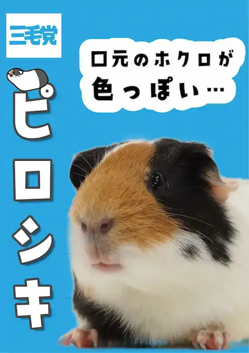 モルモットのピロシキ