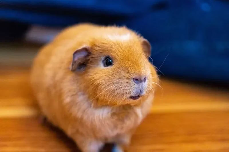 茶色のモルモット