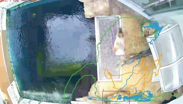 カピバラの行動履歴を可視化した例