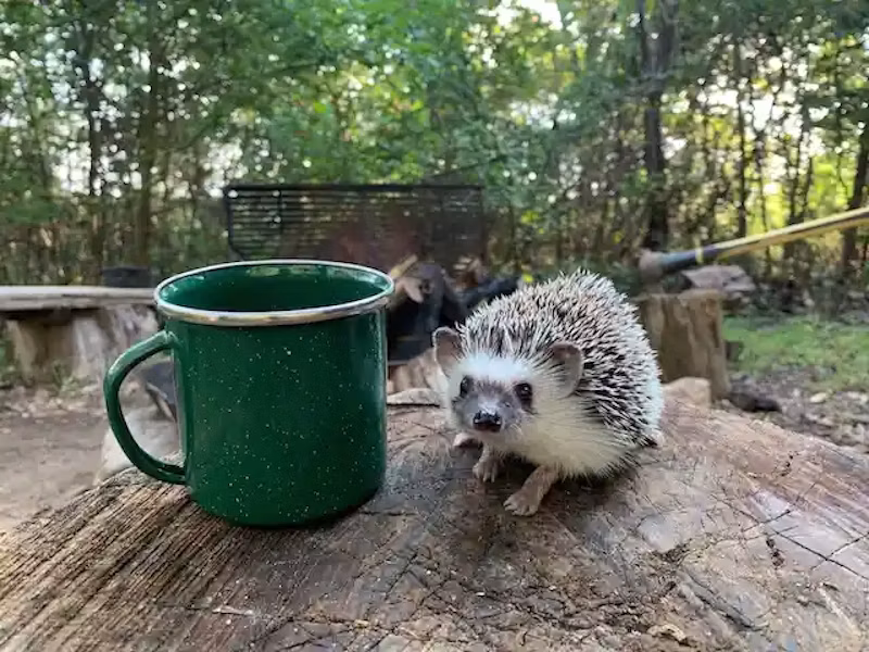 外のハリネズミ