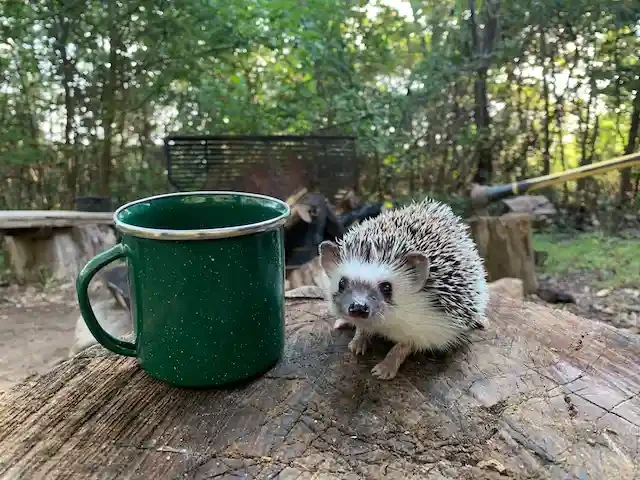 外にいるハリネズミ