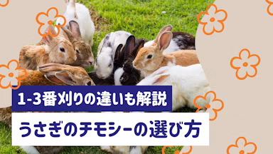 うさぎのチモシーの選び方と与え方|1番刈りと2番刈りの違いや食べない時の対処法のサムネイル画像