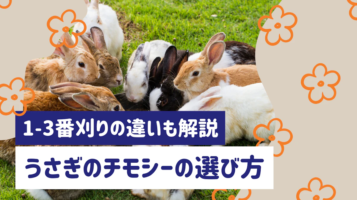 うさぎのチモシーの選び方と与え方｜1番刈りと2番刈りの違いや食べない時の対処法