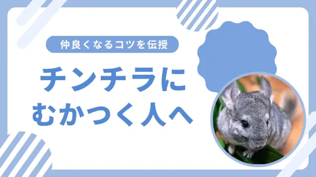「チンチラにむかつく…」はあるある？ 共感必至の5つの困りごとのサムネイル画像