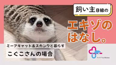 「14か所に電話しました。」ミーアキャット&スカンクの飼い主が直面した病院探しのカベ【エキゾのはなし。#3】のサムネイル画像