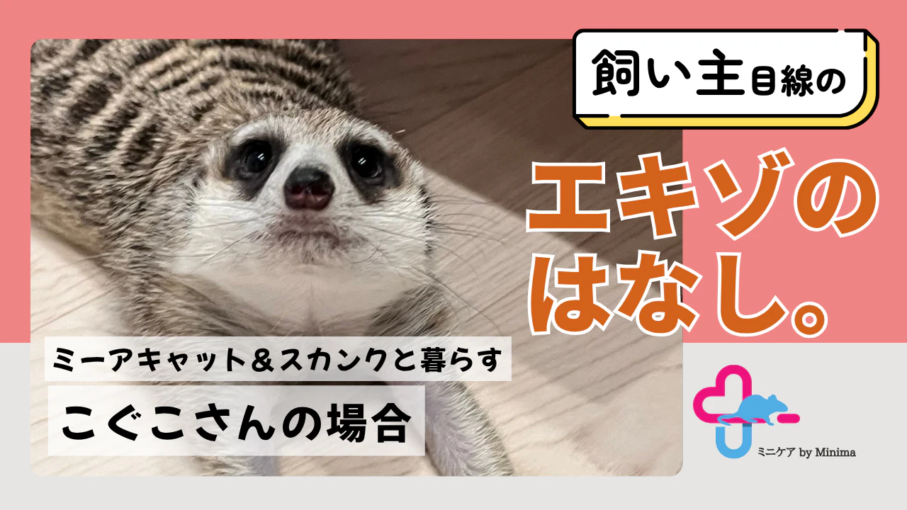 「14か所に電話しました。」ミーアキャット＆スカンクの飼い主が直面した病院探しのカベ【エキゾのはなし。#3】のサムネイル画像