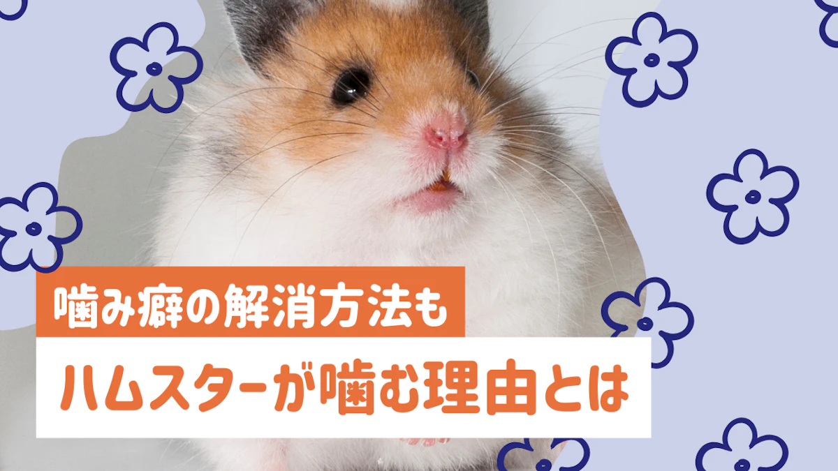 ハムスターが噛む理由と対処法|噛み癖を直す方法を解説のサムネイル画像