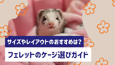フェレットのケージ選びガイド|サイズ・レイアウト・掃除のコツまで解説のサムネイル画像