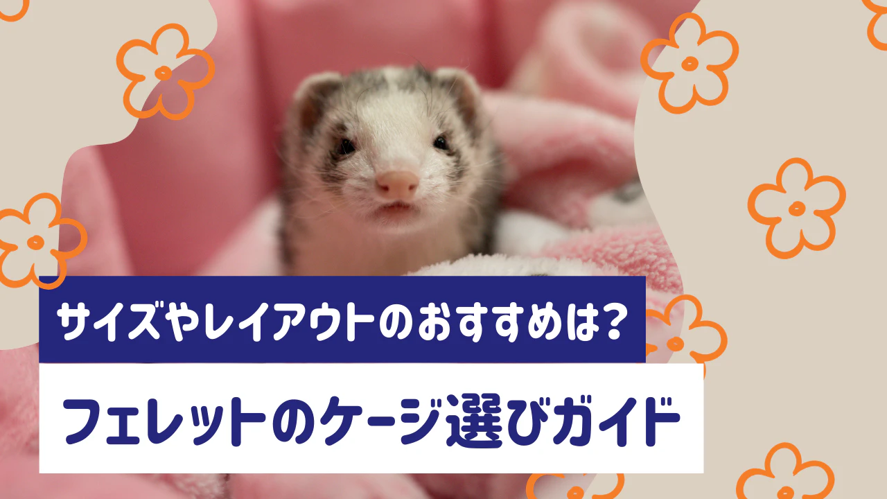 フェレットのケージ選びガイド｜サイズ・レイアウト・掃除のコツまで