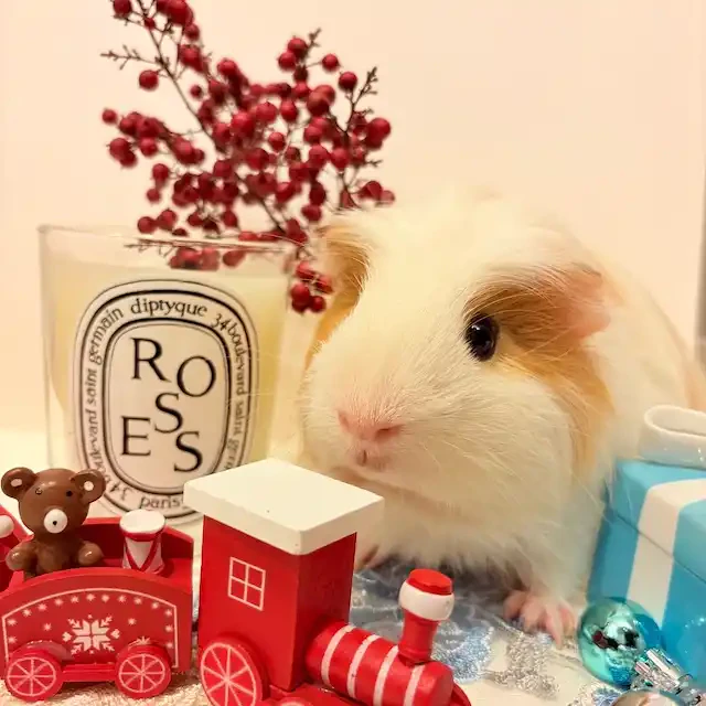 ペットの小動物は「100均アイテム×スマホ」で可愛く撮れる！ 実際に撮影してみた