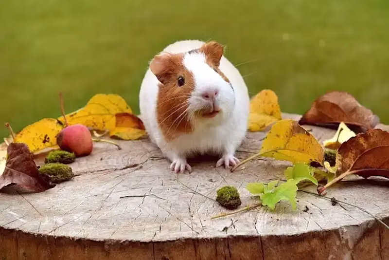 木の上のモルモット