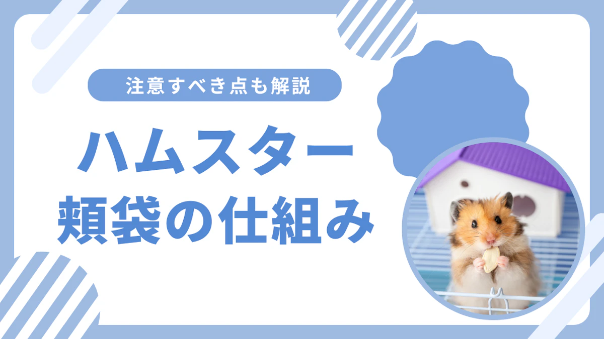 ハムスターの頬袋の仕組みとは？炎症や詰まりなどよくあるトラブルも解説のサムネイル画像