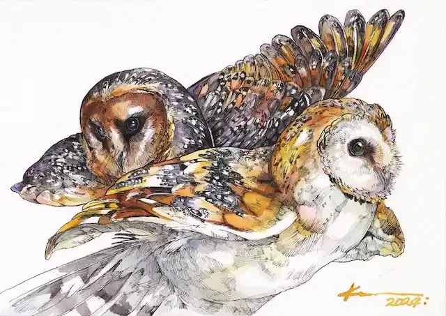 メンフクロウ（カフェ＆モカ）by KEN MATSUDA