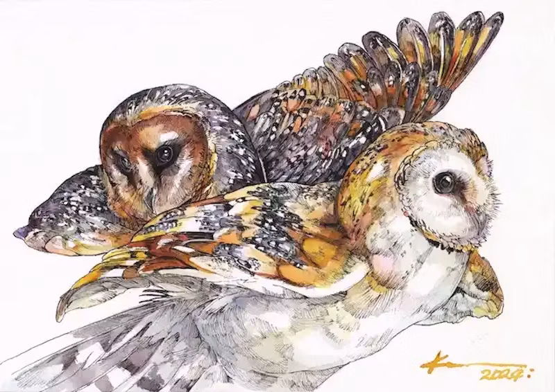 メンフクロウ(カフェ&モカ)by KEN MATSUDA